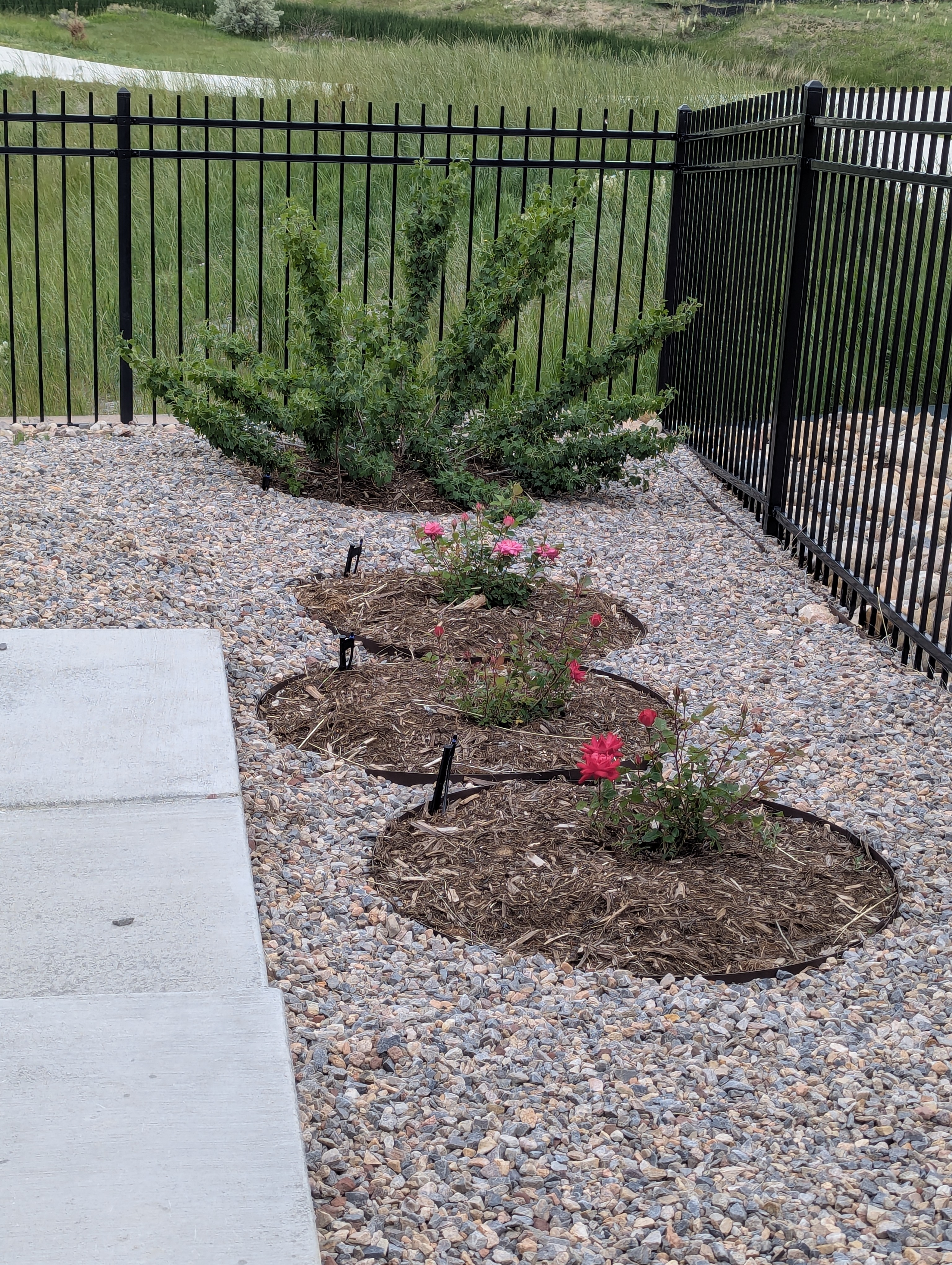 Garden, Flowers, Morrison, Colorado